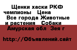 Щенки хаски РКФ чемпионы › Цена ­ 90 000 - Все города Животные и растения » Собаки   . Амурская обл.,Зея г.